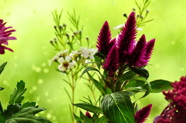 Grelgrevria prednosti